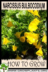 How to grow Narcissus bulbocodium
