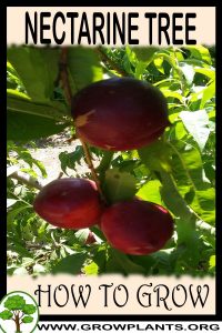 How to grow Nectarine tree