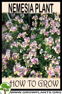 How to grow Nemesia plant