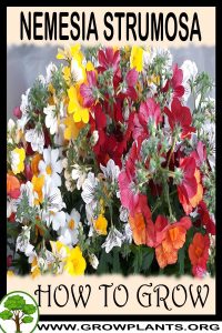 How to grow Nemesia strumosa