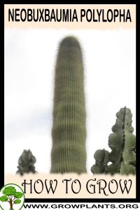 How to grow Neobuxbaumia polylopha