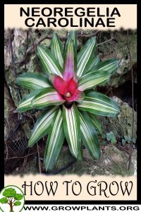 How to grow Neoregelia carolinae