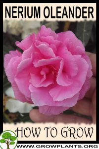 How to grow Nerium oleander