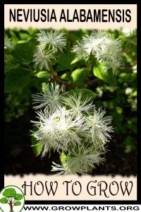 How to grow Neviusia alabamensis