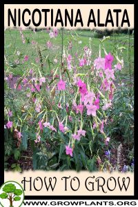 How to grow Nicotiana alata