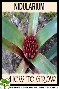 How to grow Nidularium