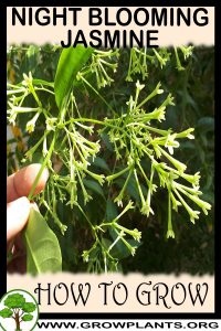 How to grow Night blooming jasmine