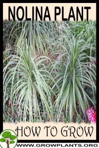 How to grow Nolina