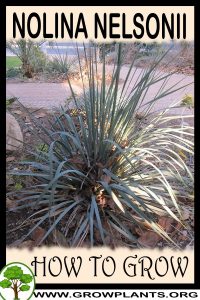 How to grow Nolina nelsonii
