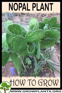 How to grow Nopal