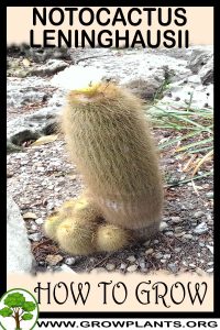 How to grow Notocactus leninghausii