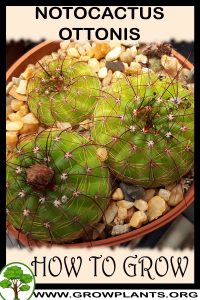 How to grow Notocactus ottonis