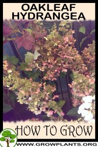 How to grow Oakleaf Hydrangea