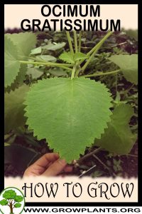 How to grow Ocimum gratissimum