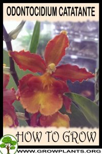 How to grow Odontocidium Catatante