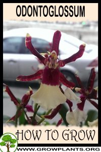 How to grow Odontoglossum