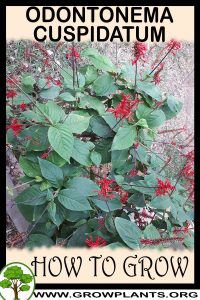 How to grow Odontonema cuspidatum