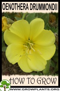 How to grow Oenothera drummondii