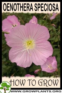 How to grow Oenothera speciosa