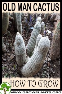 How to grow Old Man Cactus