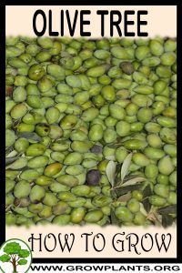 How to grow Olive tree