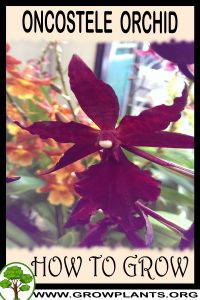 How to grow Oncostele