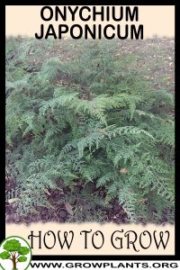 How to grow Onychium japonicum
