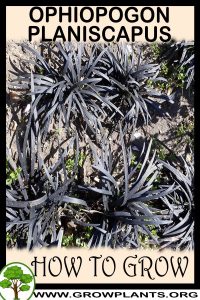 How to grow Ophiopogon planiscapus