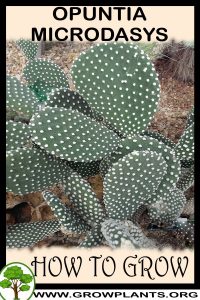 How to grow Opuntia microdasys