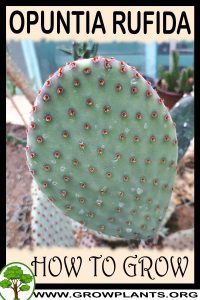 How to grow Opuntia rufida