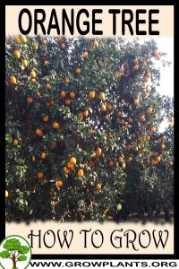 How to grow Orange tree