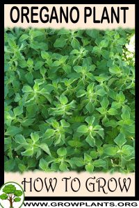 How to grow Oregano plant