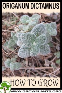 How to grow Origanum dictamnus