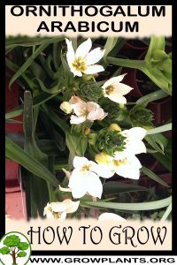 How to grow Ornithogalum arabicum