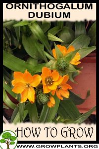 How to grow Ornithogalum dubium
