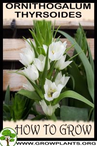 How to grow Ornithogalum thyrsoides