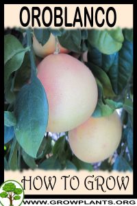 How to grow Oroblanco