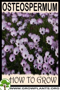How to grow Osteospermum