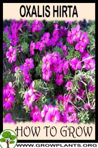 How to grow Oxalis hirta