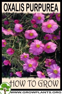 How to grow Oxalis purpurea