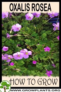 How to grow Oxalis rosea
