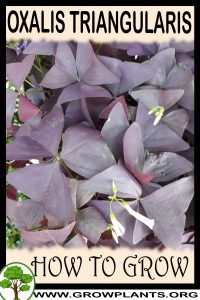 How to grow Oxalis triangularis