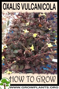 How to grow Oxalis vulcanicola