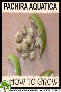 How to grow Pachira aquatica