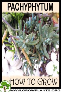How to grow Pachyphytum