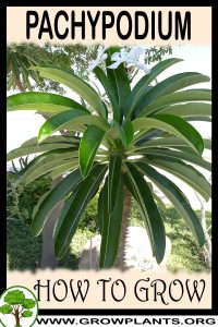 How to grow Pachypodium
