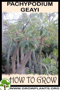 How to grow Pachypodium geayi