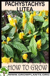 How to grow Pachystachys lutea