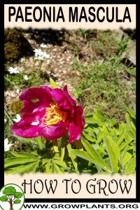 How to grow Paeonia mascula