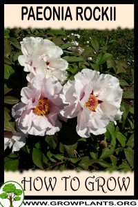 How to grow Paeonia rockii